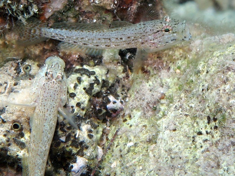 Combattimento: Gobius fallax vs. Gobius bucchichi